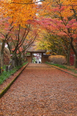 紅葉・金蔵院Ⅱ4