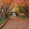 紅葉・金蔵院Ⅱ4