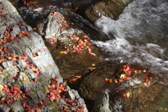 渓流沿いの華♪9