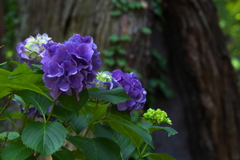 大中寺の紫陽花♪2