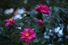 冬の花♪2
