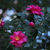 冬の花♪2