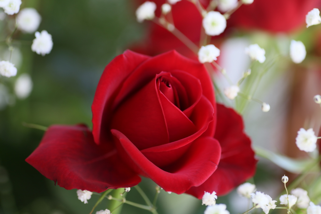 フェスティバルの薔薇♪5