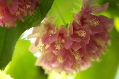 楽しい温室♡10