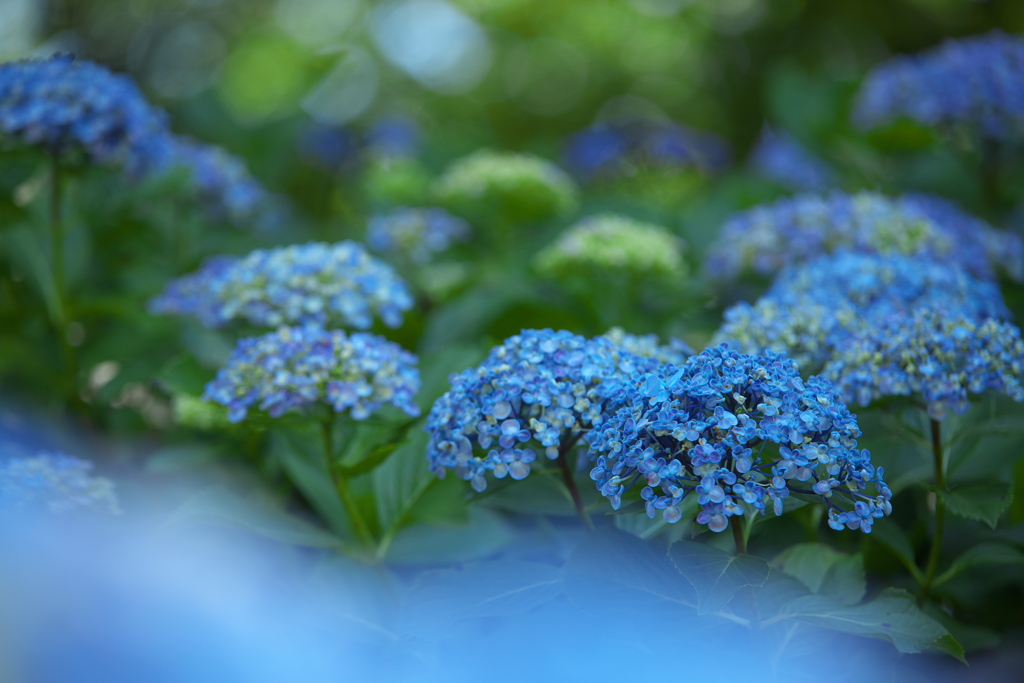 権現堂堤の紫陽花Ⅱ♪1