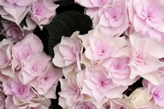 紫陽花色♪2