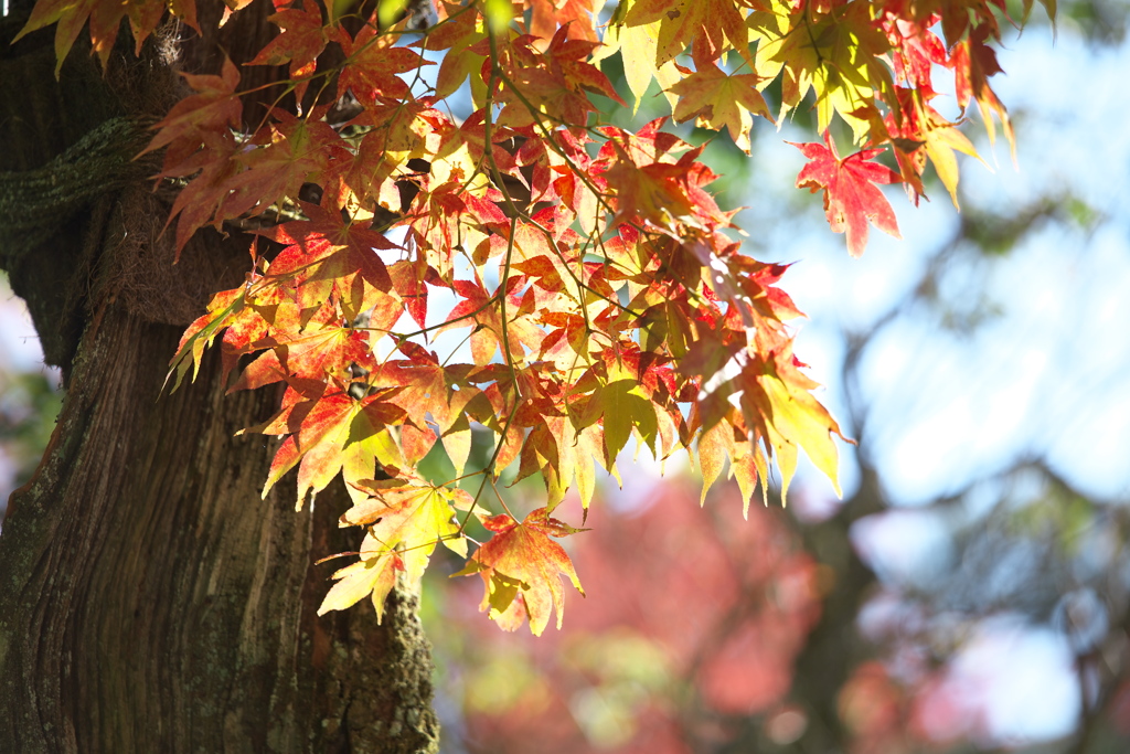 紅葉・逍遥園♪2