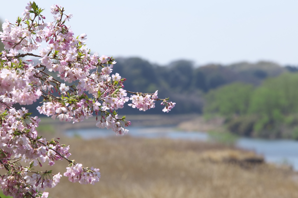 思川桜♪1