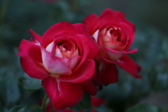 井頭公園の薔薇♪9