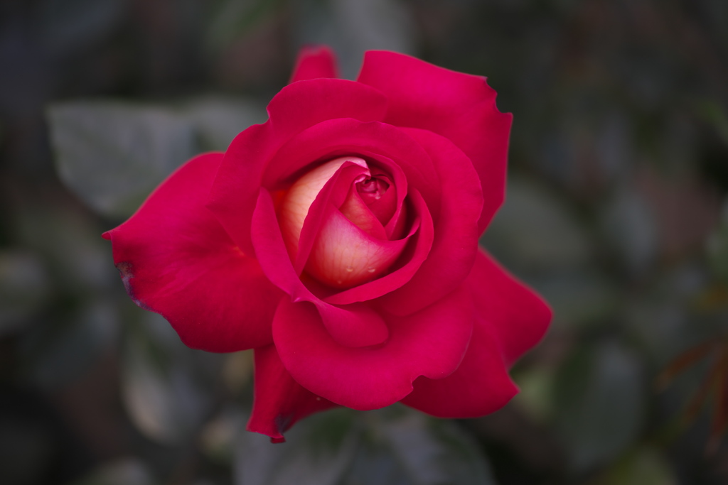 薔薇香る頃♪３