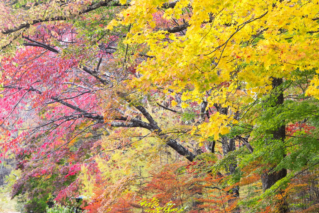 紅葉・日光♪1