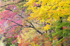 紅葉・日光♪1