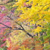 紅葉・日光♪1