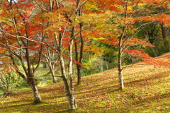 紅葉・古峯園♪2