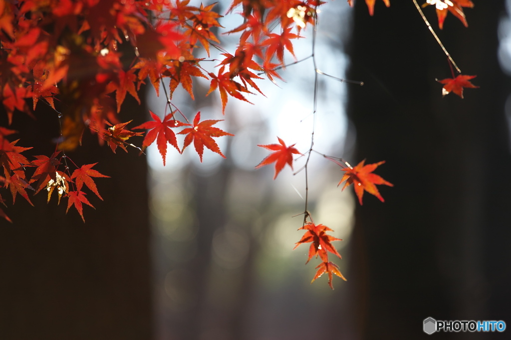 井頭公園の秋