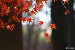 井頭公園の秋