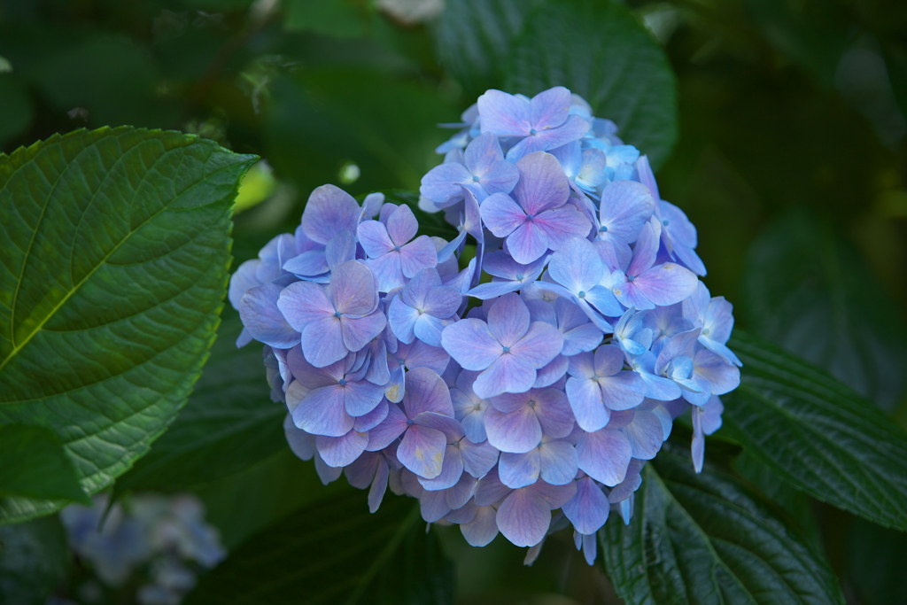 自然園の夏Ⅱ♪1