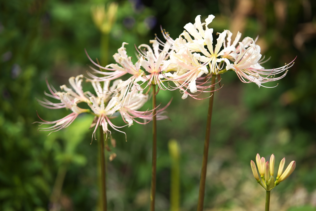 晩夏の花農場♪5