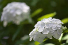 太平山の紫陽花♪7