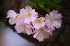 思川桜♪4