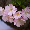思川桜♪4