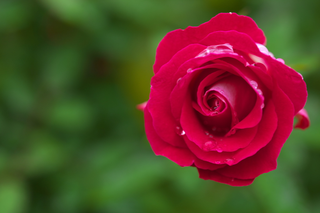 秋の花センター♪2
