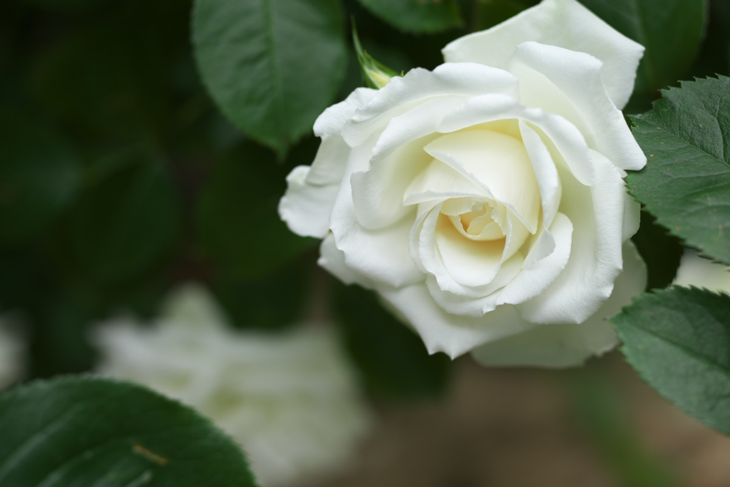 薔薇香る頃♪3