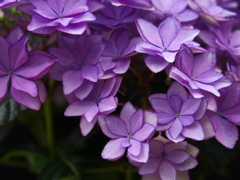 紫陽花2021♪7