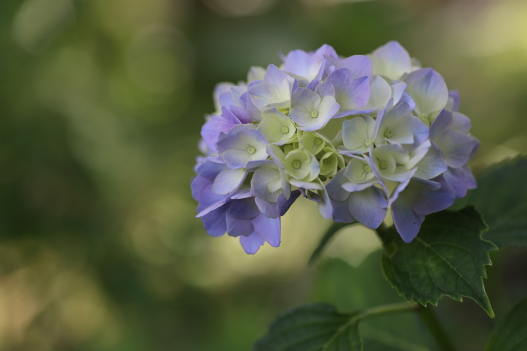 6月は紫陽花色♪9