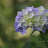 6月は紫陽花色♪9