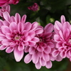 菊の花咲く頃♪4