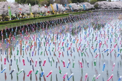 鶴宇田川の鯉のぼり♪3