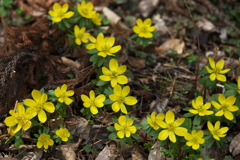 早春の星野の森♪4