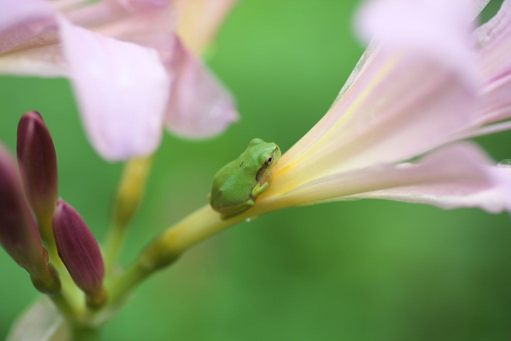 星野の森♪6