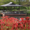 彼岸花の頃♪3