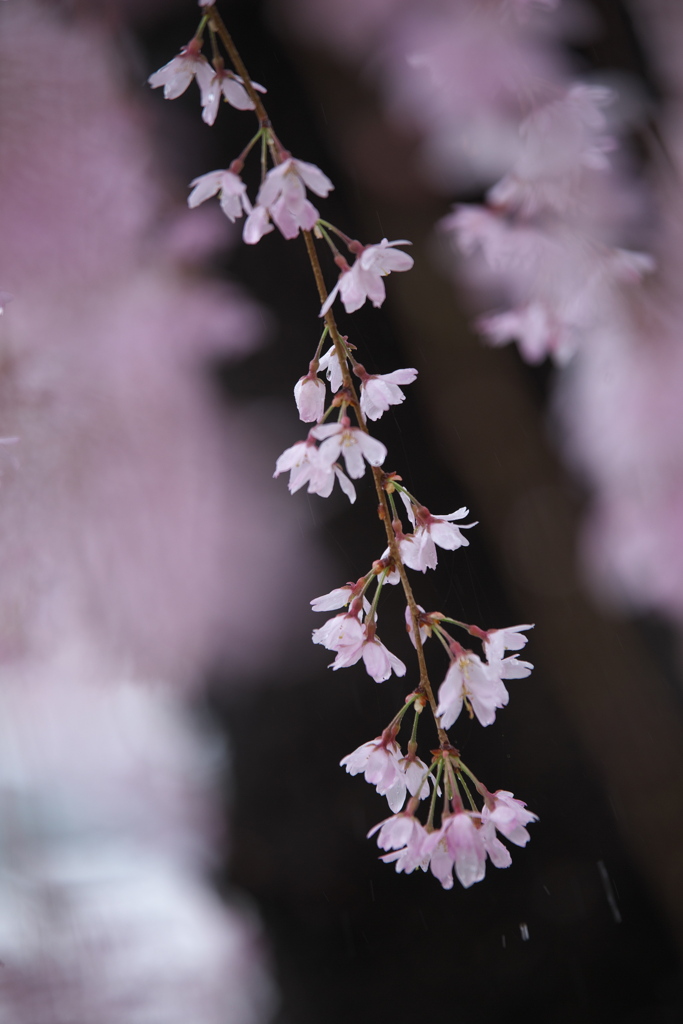 雨の日の桜♪4