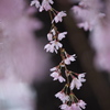 雨の日の桜♪4