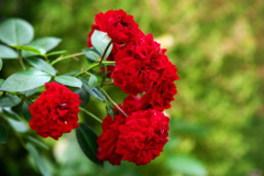 花センターの秋♪8