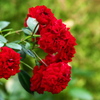 花センターの秋♪8