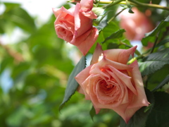 薔薇香る頃♪７