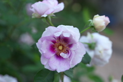 秋の薔薇・あしかがフラワーパーク♪8