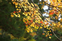 日光・紅葉の頃♪30