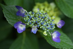 紫陽花♪2