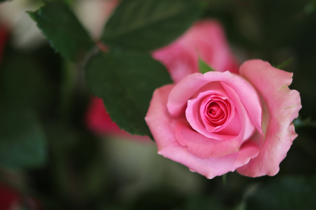 １月の薔薇♪６