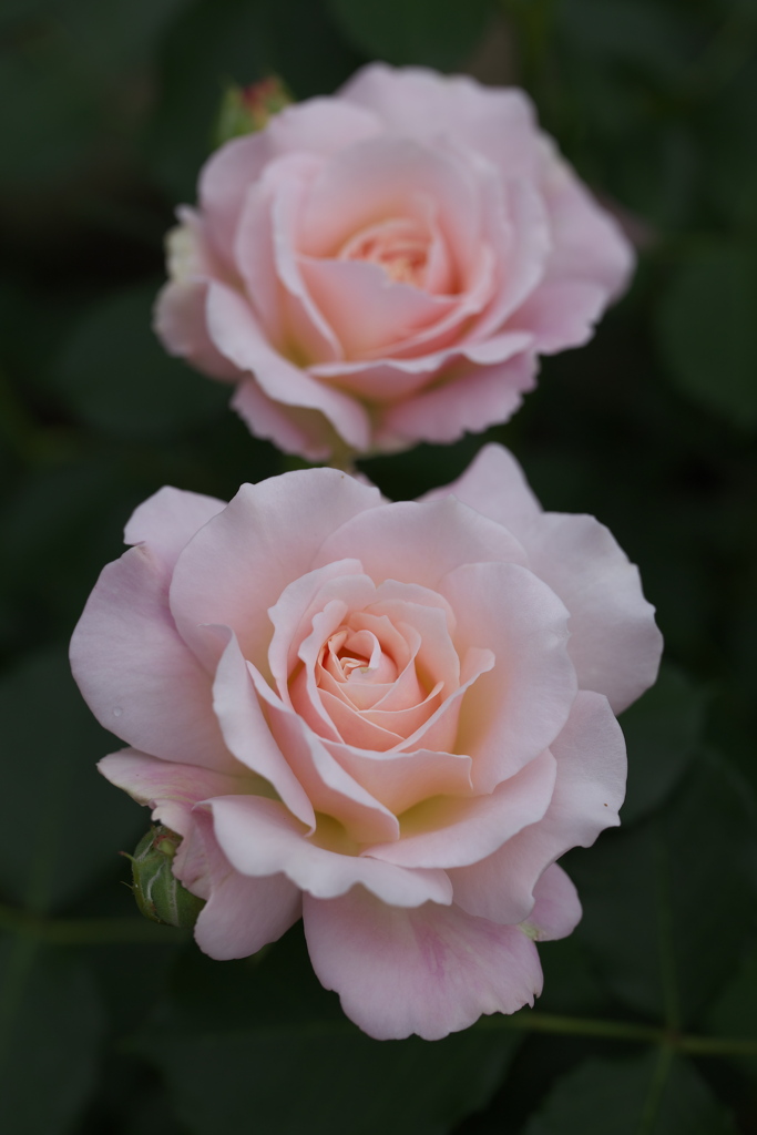 春の薔薇・あしかがフラワーパーク♪13