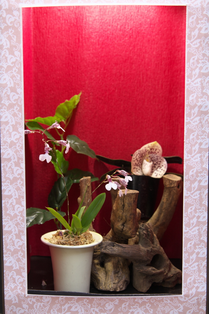 洋ラン美術館♪9
