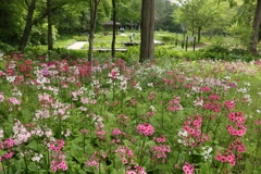 初夏の水生植物園♪4