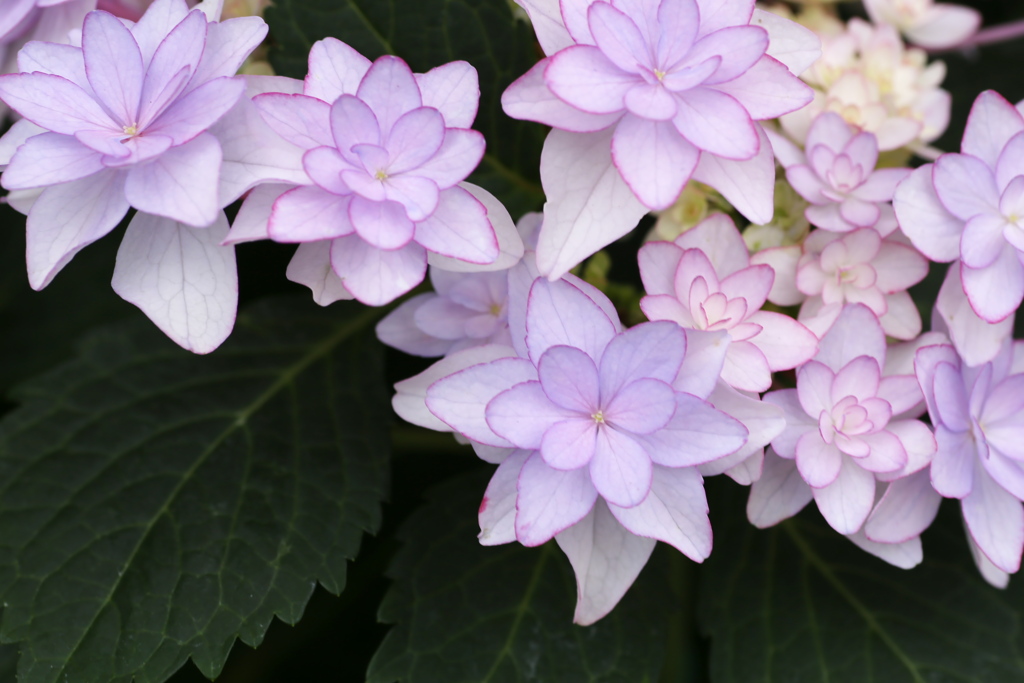 紫陽花色♪4