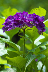 大中寺の紫陽花♪4