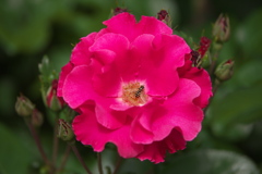 敷島公園の薔薇♪4